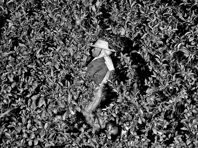 A farmer is harvesting oranges