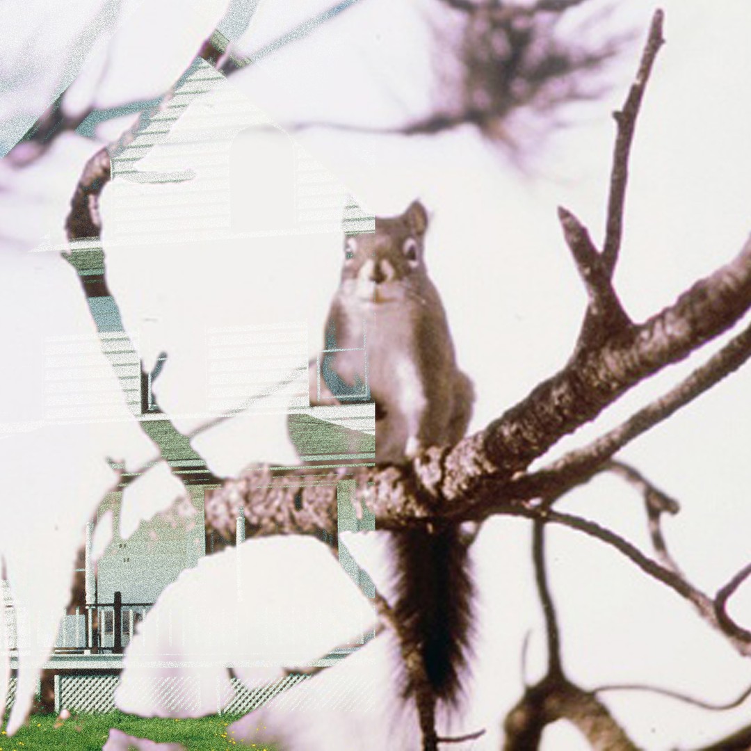What Squirrels Taught Me About Life After Divorce - The Atlantic