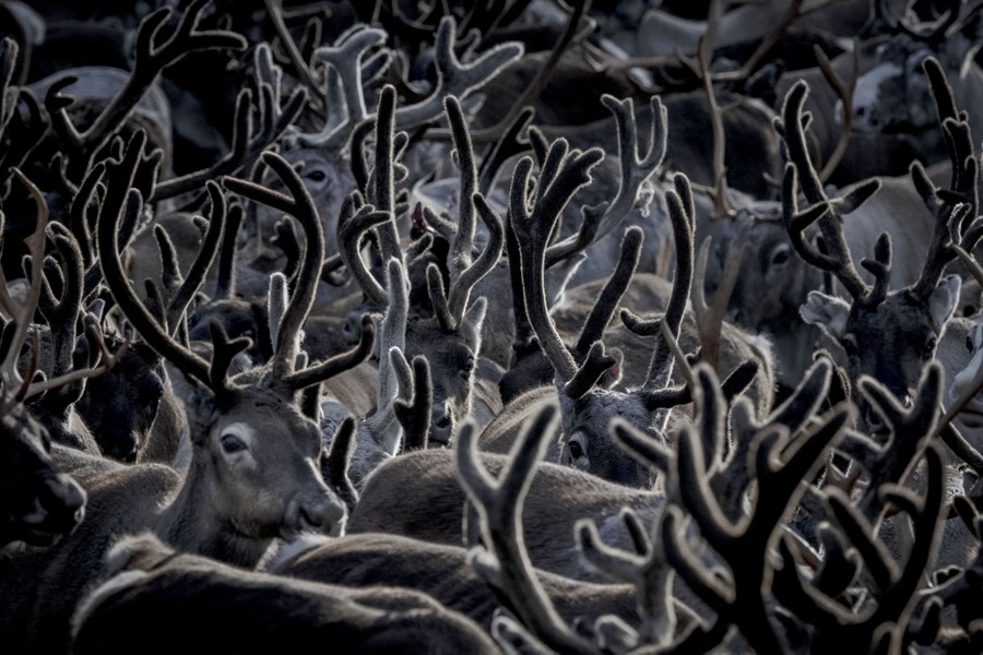 A close view of a dense herd of reindeer, featuring many fuzzy antlers