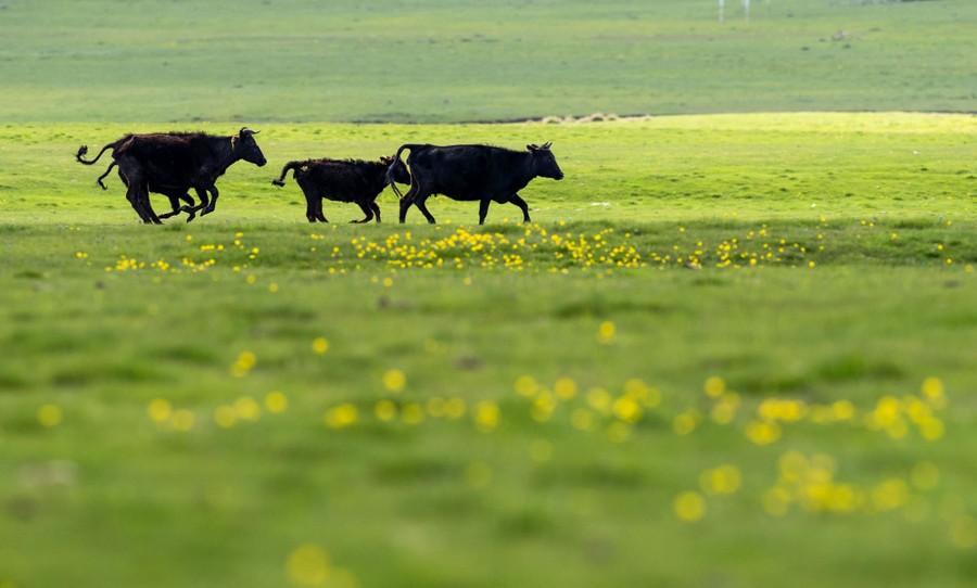 Several cows run across a broad grassy field.
