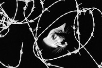 Illustration of a cat's head peeking out of shadows amid a tangle of barbed wire