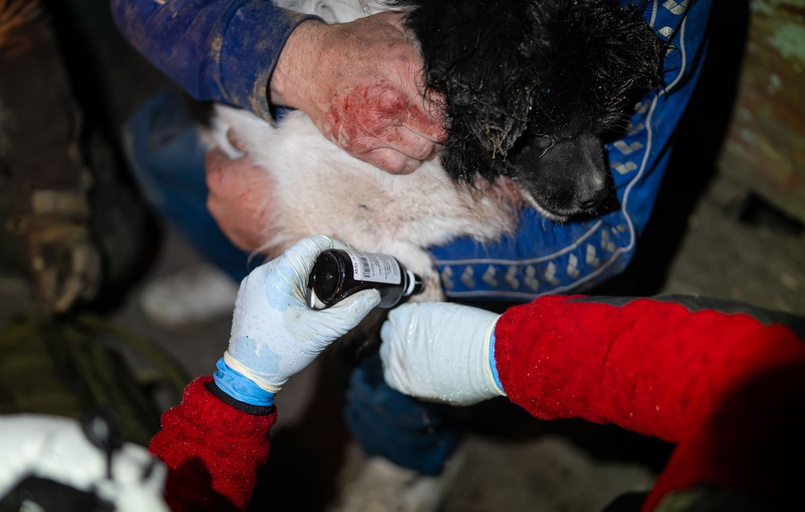 A person holds an injured dog, with some visible blood on the dog's fur and person's hand, as another person administers aid.