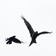 Two Crows in mid flight against a white sky