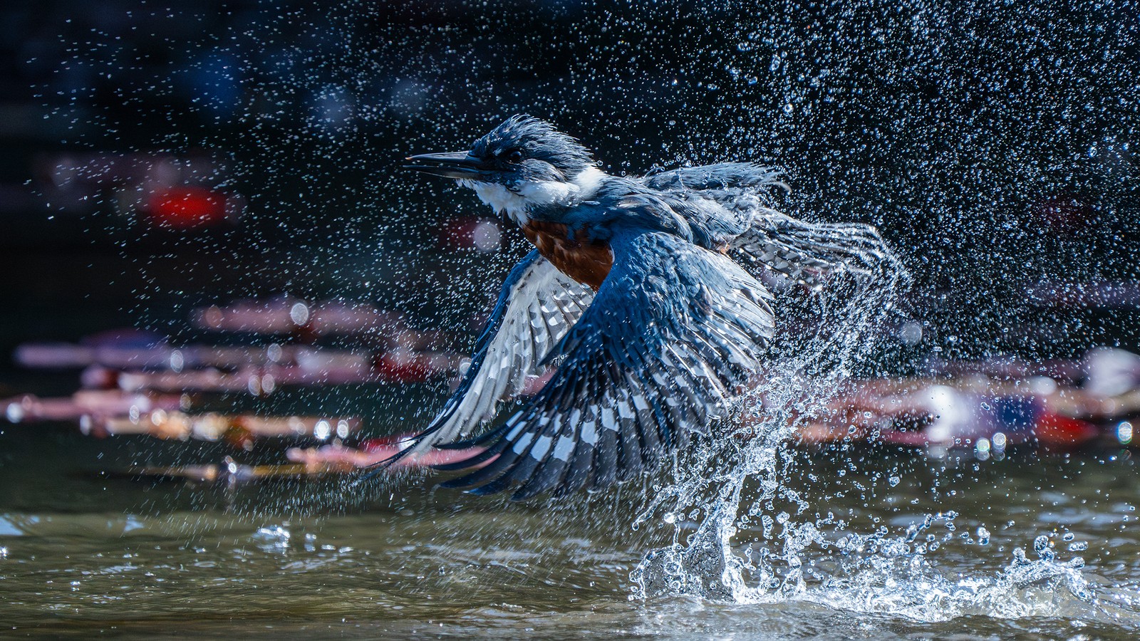 A bird flaps and splashes as it takes off from the water's surface.