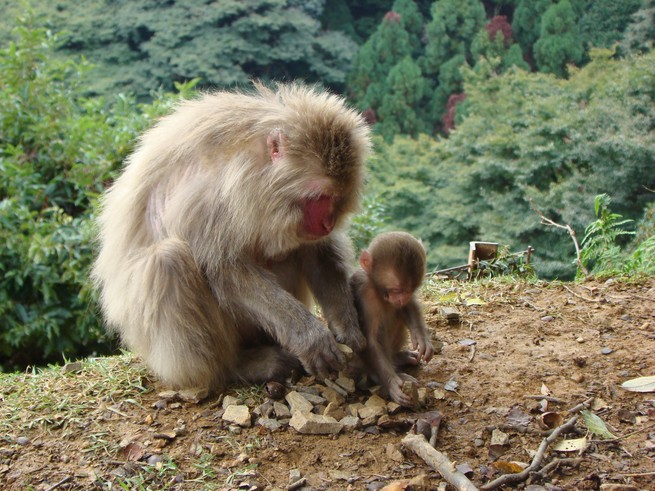 An adult and a baby macaque monkey playing with stones