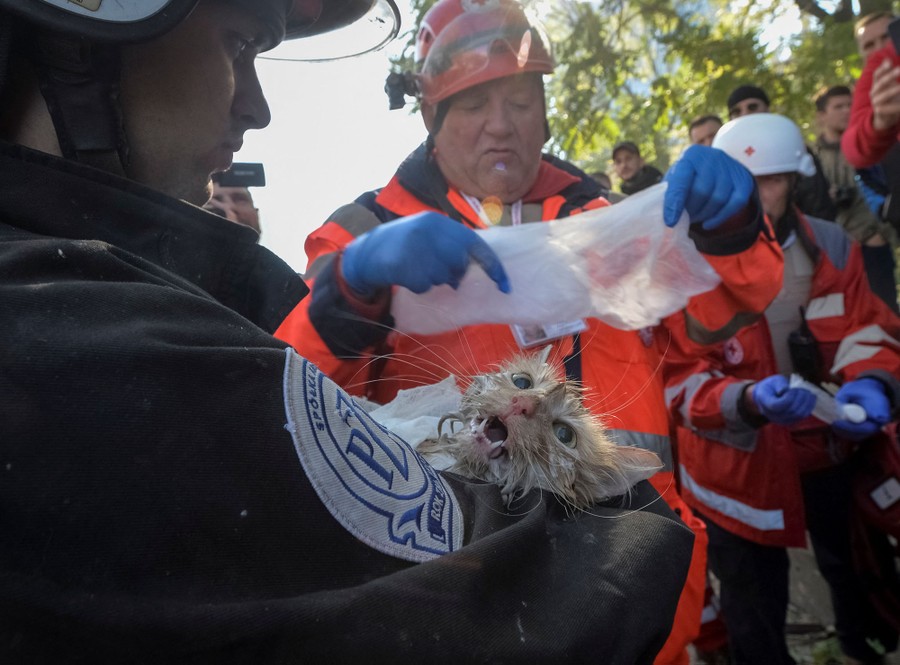Rescue workers hold and assist a wet cat that had been found in a damaged building.