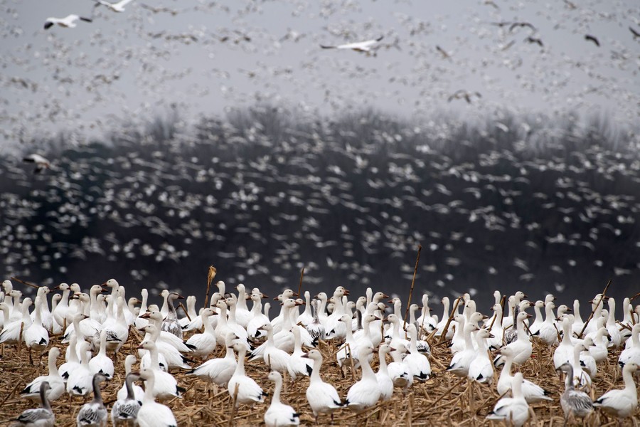 Maryland Images of the Old Line State The Atlantic