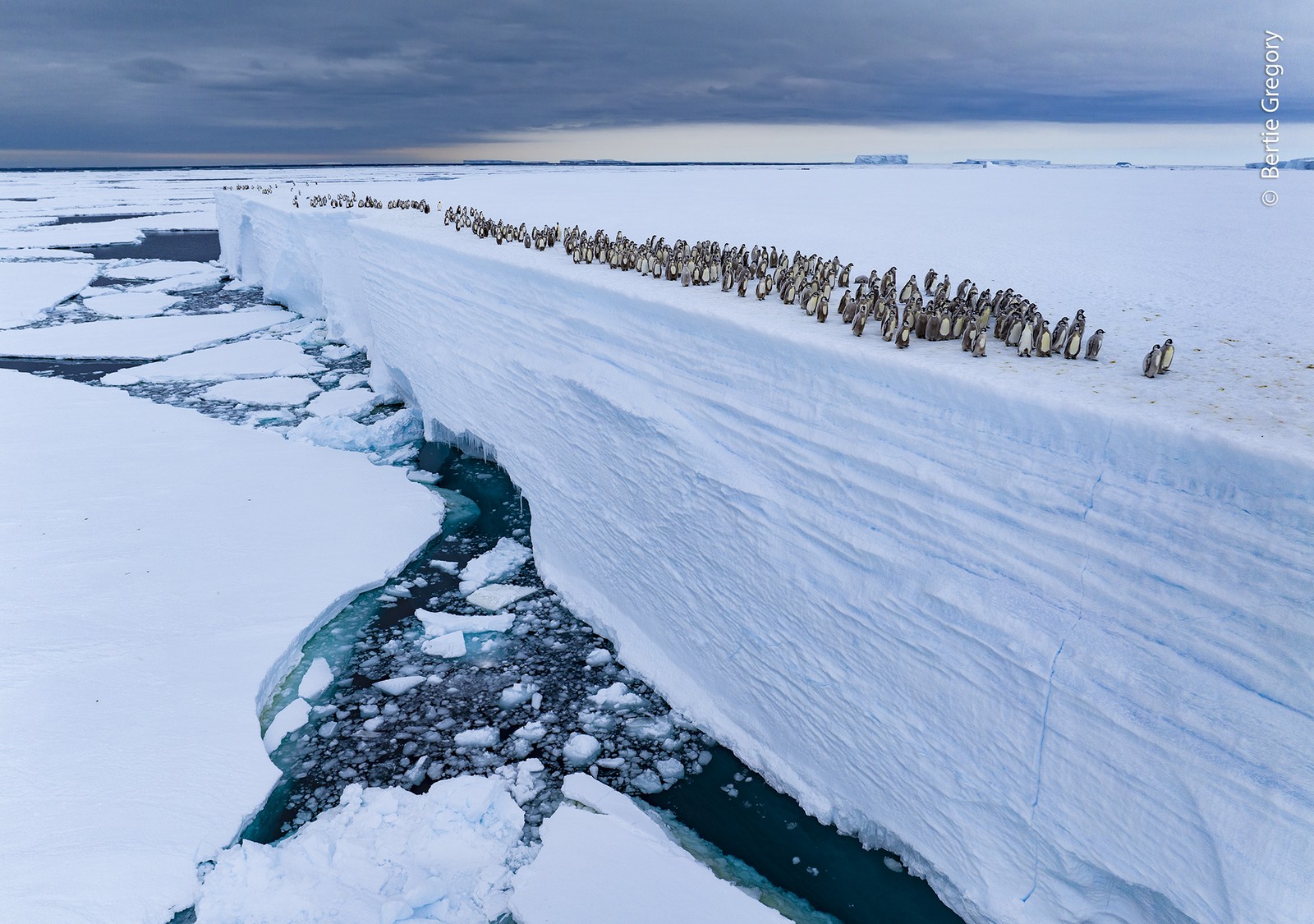 Dozens of penguins walk along the edge of a tall ice shelf.