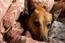 a brown, pointy-eared dog, wrapped in a blanket, gazes up at the camera