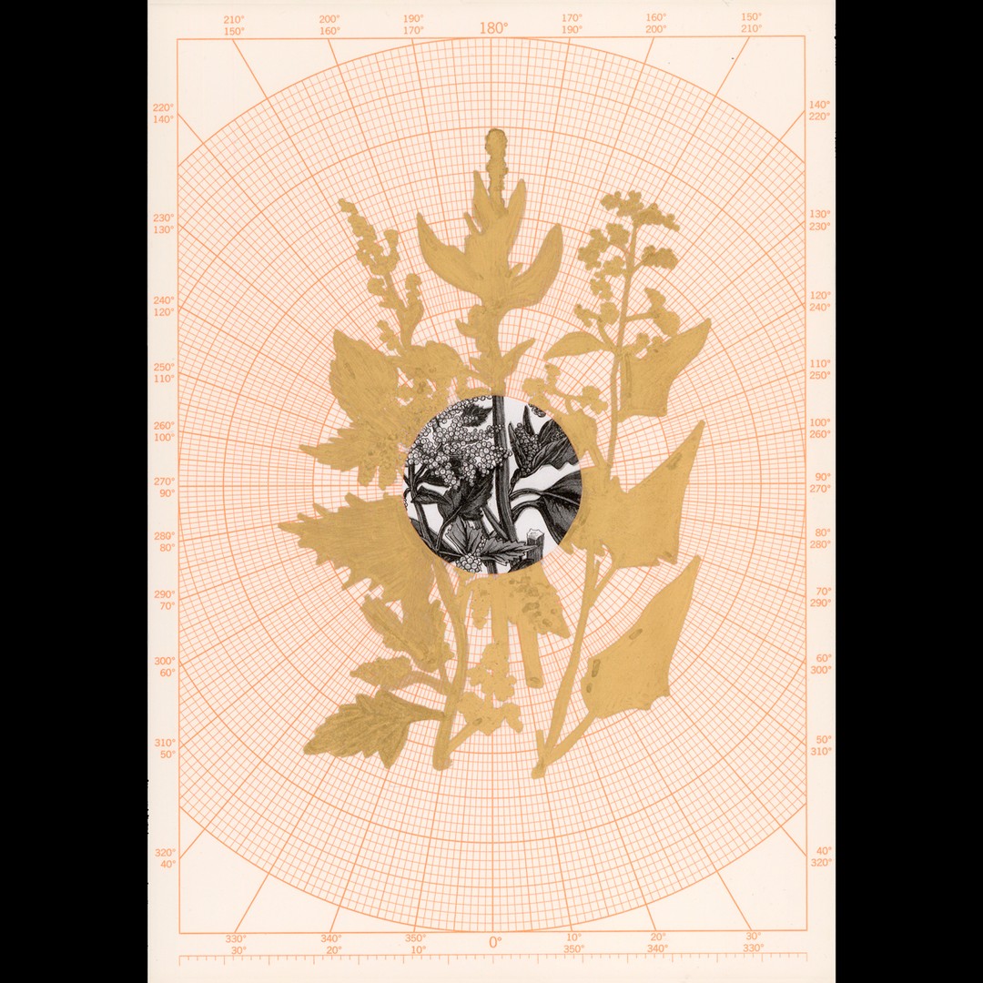 America's Lost Crops Rewrite the History of Farming - The ...
