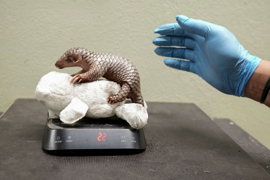 A baby pangolin is weighed on a small scale.