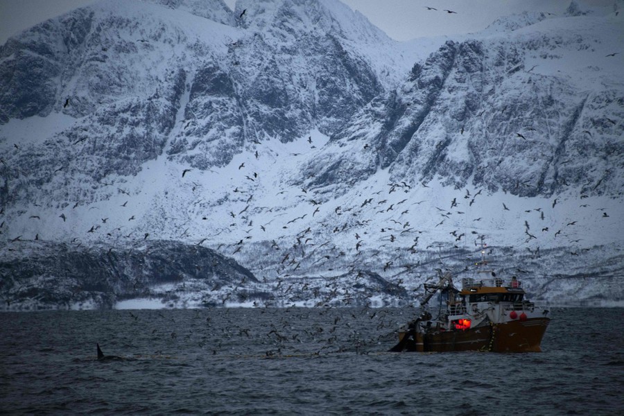 An orca can be seen on the water's surface, near a fishing boat, with seagulls wheeling above and snow-covered mountains in the background.