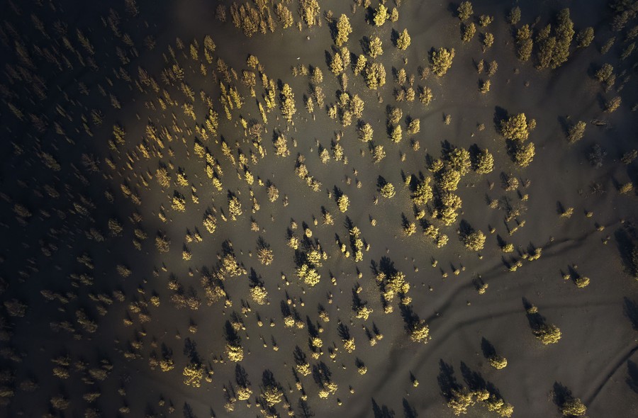 An aerial view of small trees poking up through a thick blanket of ash.