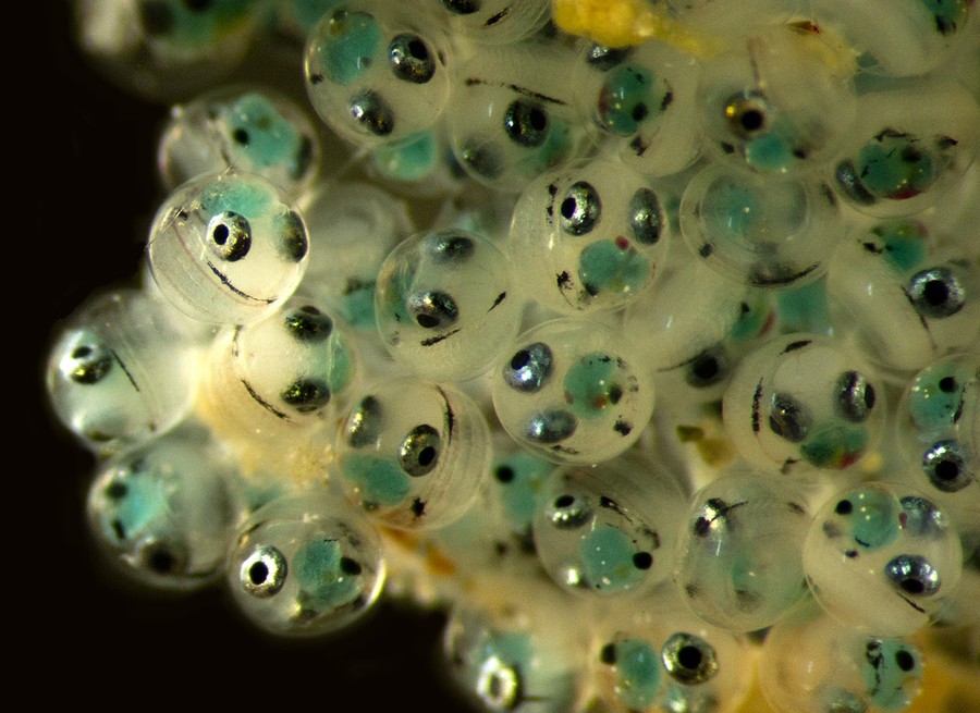 Nikon Small World 2013 - The Atlantic
