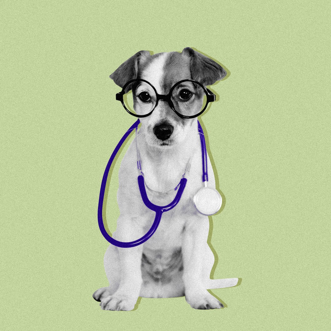 How My Dog Knows When I'm Sick - The Atlantic