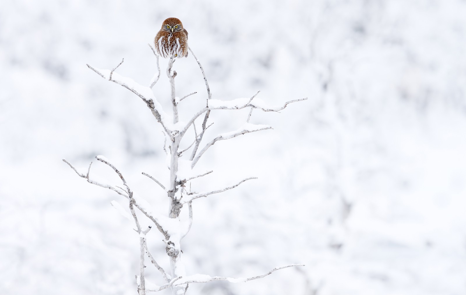 A small owl perches on a bare tree in a wintry landscape.