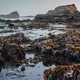 Seaweed at low tide on the Oregon coast