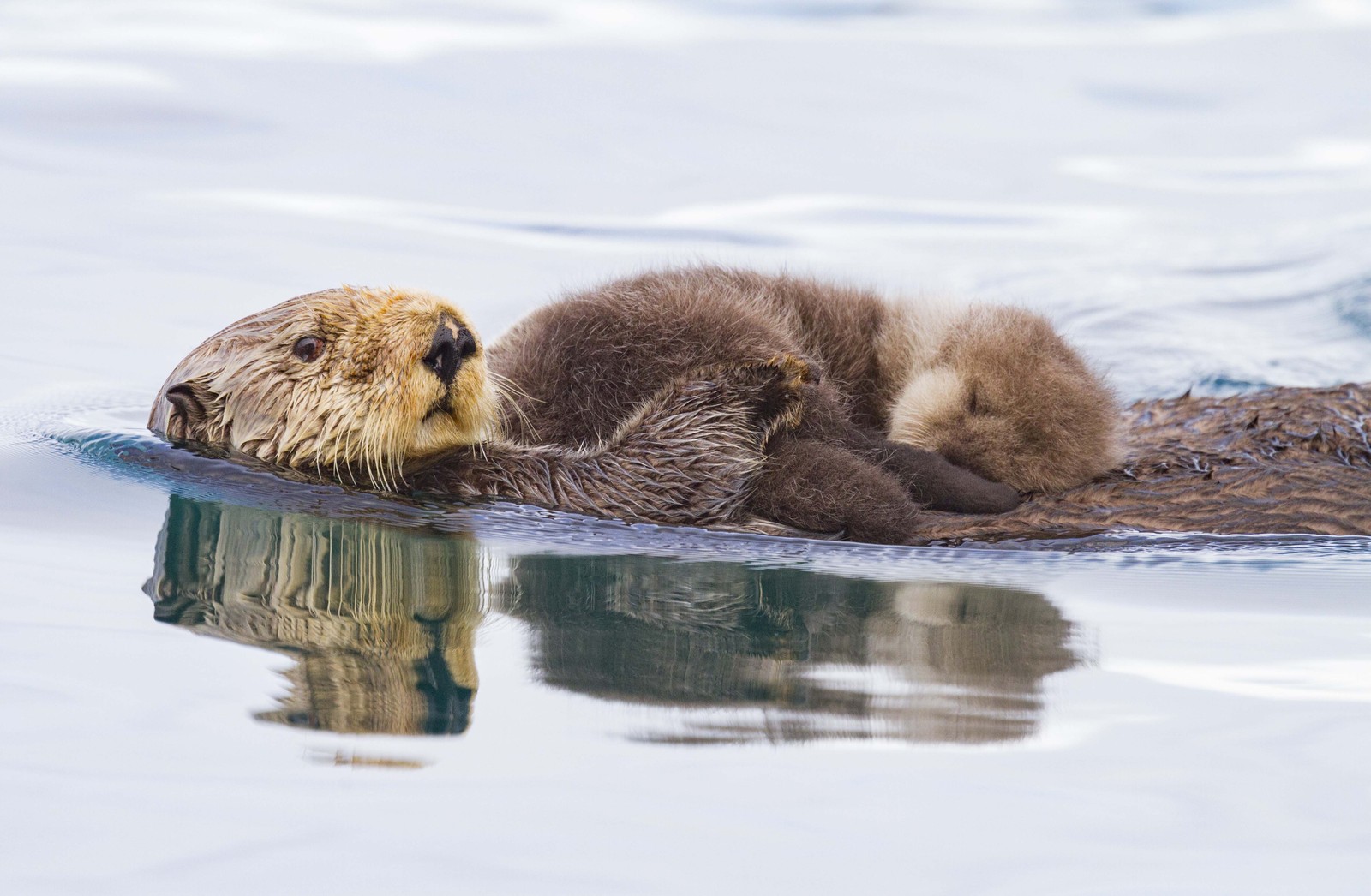 A sea-otter mother swims with her pup snoozing on her belly.