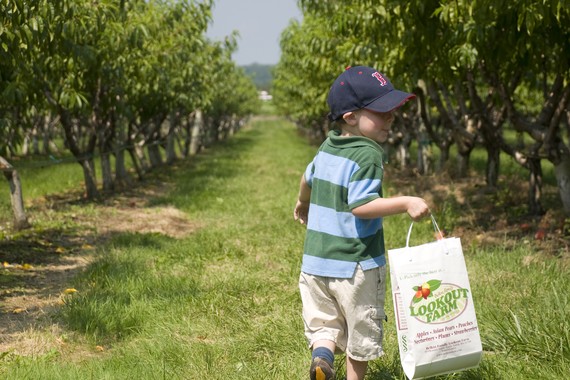 What Do Professional Apple Farmers Think of People Who Pick Apples for Fun?