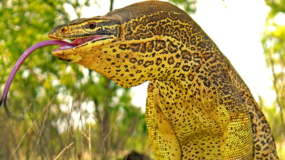 Krydret Settlers tack Monitor Lizards in Australia Dig Incredible Corkscrew Nests - The Atlantic