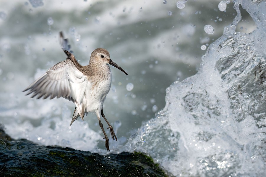 A sandpiper jumps and flaps, avoiding an incoming wave.