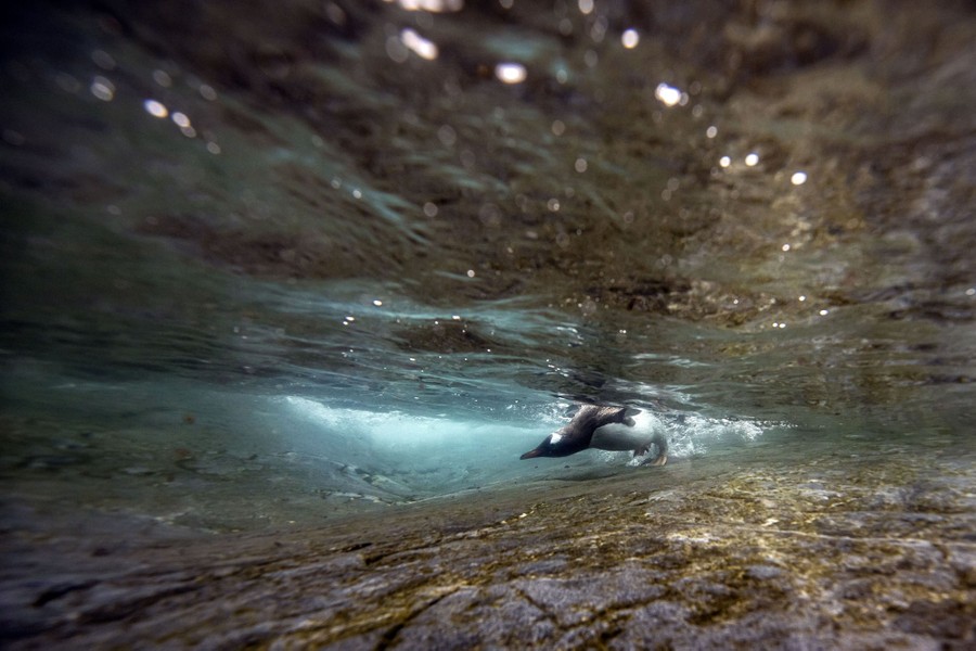 A penguin pokes its head under the water's surface, near a rocky shoreline.