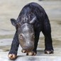 A small baby rhino, in a zoo, its body and legs covered in short dark fur