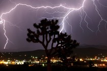 Lightning strikes above a small city at nighttime, a Joshua tree in the foreground.