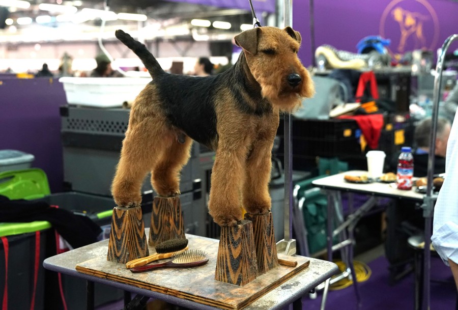 The 2019 Westminster Dog Show Photos The Atlantic