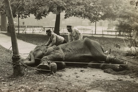 Alice the elephant in chains laying on the ground