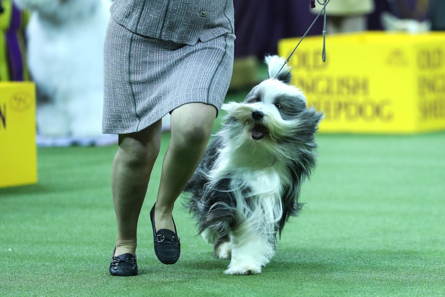 Westminster havanese 2019 sale