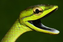 Cope's vinesnake