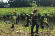 People plant small trees along a river next to a busy road