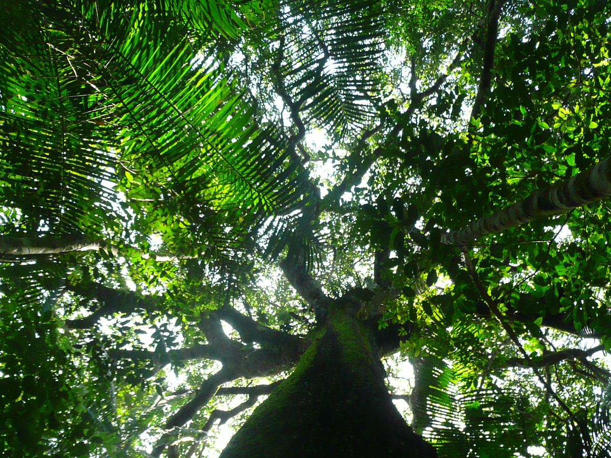 The Amazon Rainforest Was Profoundly Changed By Ancient Humans The Atlantic