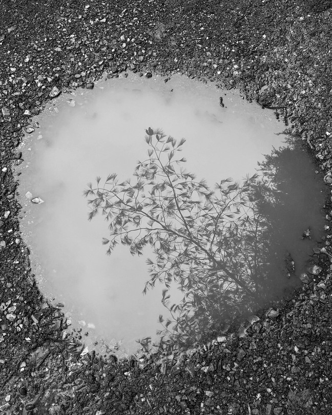 A tree reflected in a puddle of water on gravel