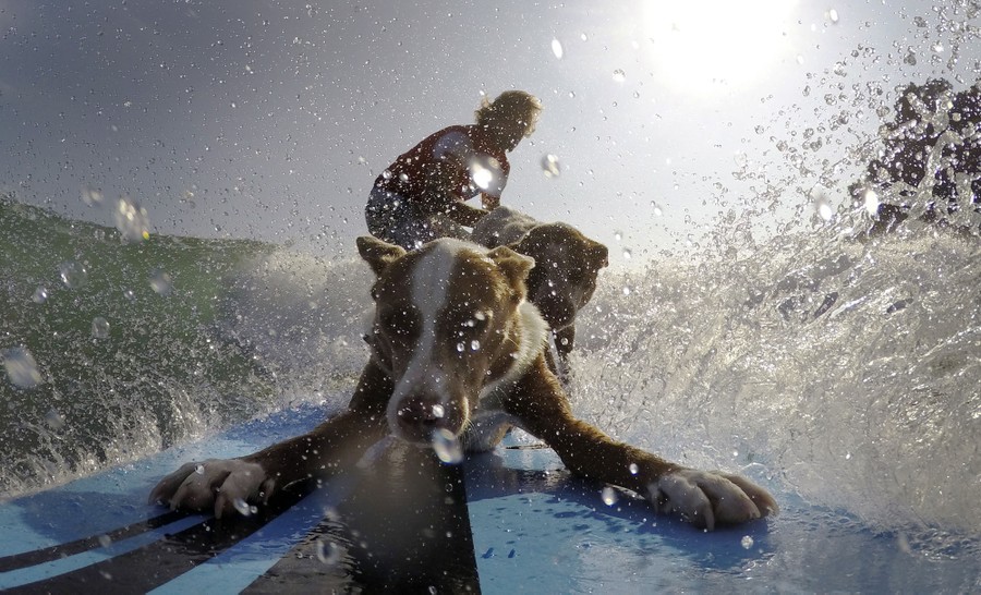 Photos: Paws in the Water—Dogs at Play - The Atlantic