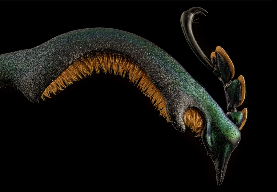 A close view of a beetle's leg