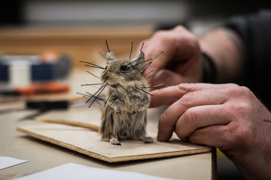 A taxidermist works on a mounted rodent that has many pins stuck into it.
