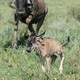 Photo of a wildebeest mother with her calf, shortly after birth
