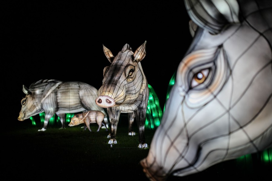 Photos of the Week: Illuminated Boars, Lucid Dancing, Presidential ...