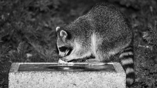 Photo of a raccoon