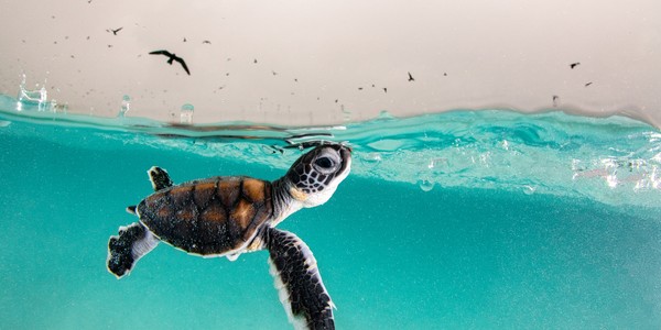 A baby sea turtle is seen swimming near the surface of the water, with wheeling birds visible in the sky above.
