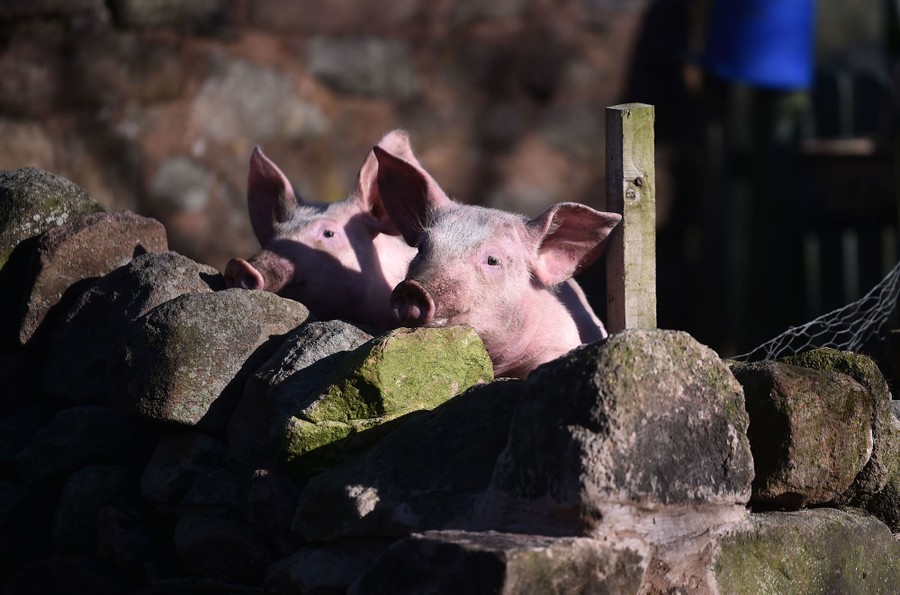 Two pigs poke their heads over a stone fence.