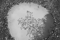 A tree reflected in a puddle of water on gravel