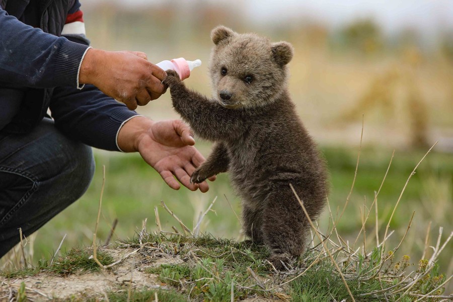 A bear cub stands in grass as a person gives it milk in a baby bottle.