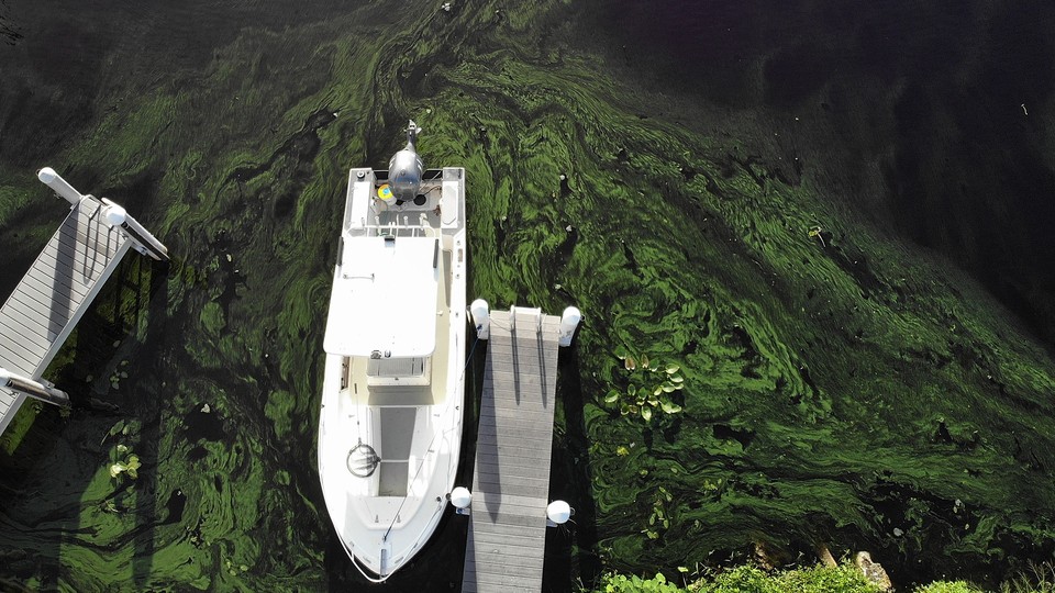 Green algae blooms on the Caloosahatchee River on July 10, 2018