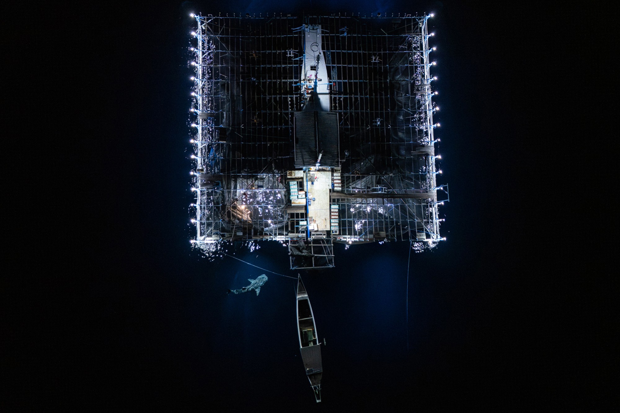 An overhead view of a whale shark investigating the catch of a mobile net-fishing platform