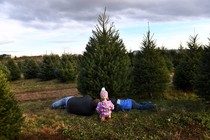 Christmas tree farm