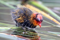 A baby coot with red and orange feathers