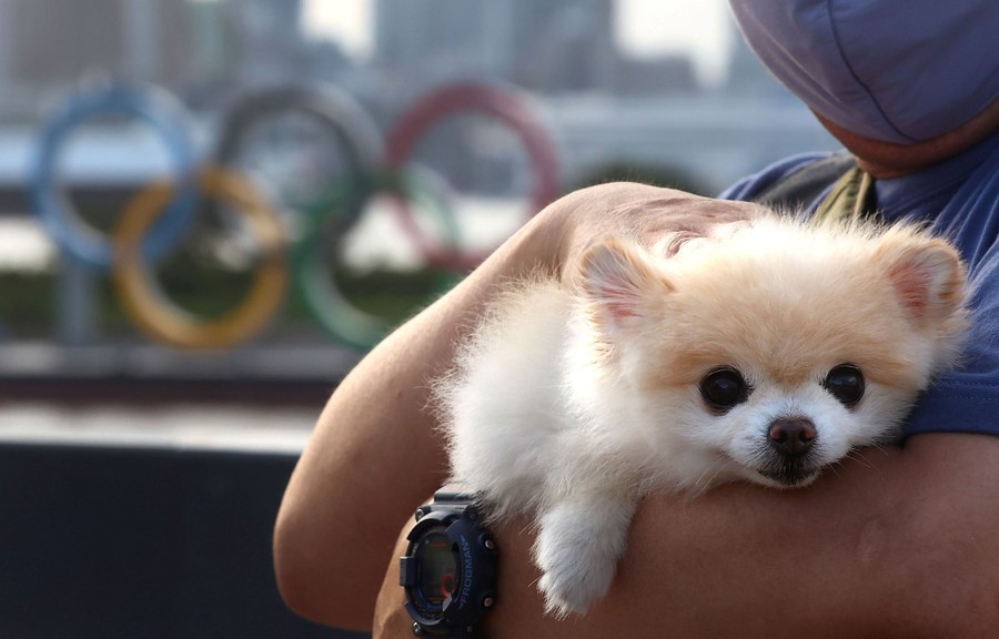 A person holds a small contented-looking dog.